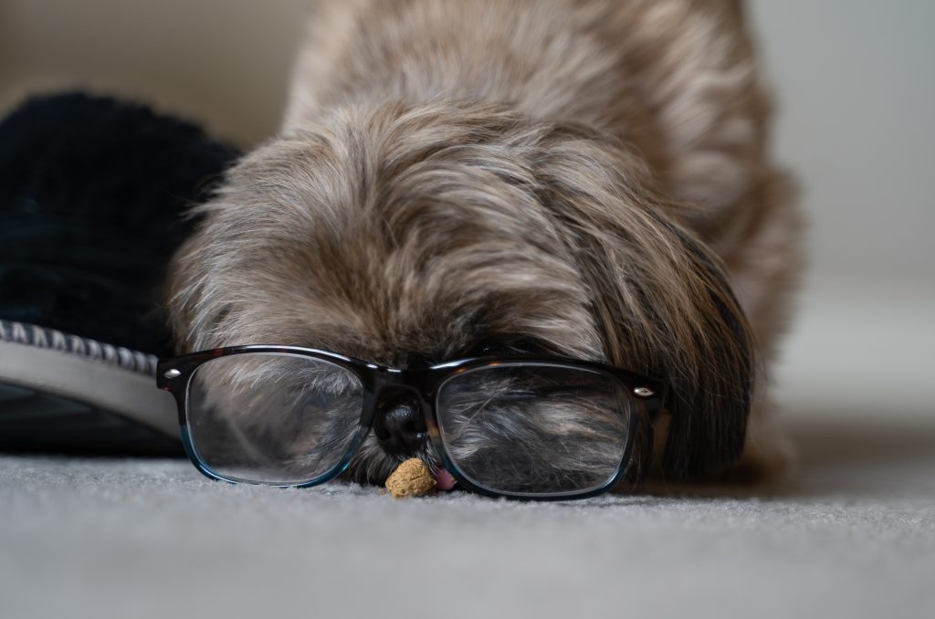 close up of a small brown dog eating a treat with glasses on its face with grey carpet and a grey wall behind it next to a black slipper
