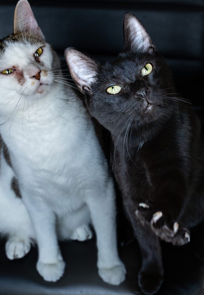 Portrait of two cats, one black and one white and brown sitting on a black chair with the black cat pawing towards the camera. Lyssa Benavidez Photography Elkhorn, NE Lyssab.com Cat photography, Pet photography. 