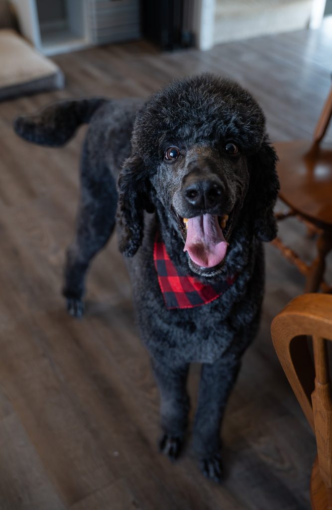 Pet portrait of a black standard poodle standing on a dark colored floor wearing a red and black bandana around his neck. Lyssa Benavidez Photography Elkhorn, NE Lyssab.com Pet photography dog photography. 