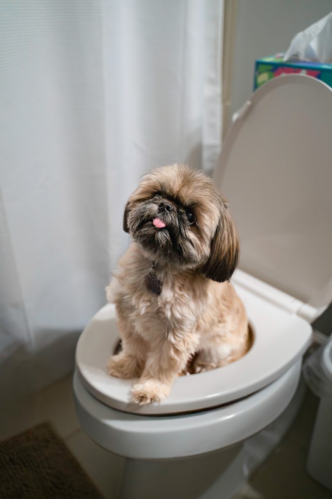 Pet portrait of a small brown shih tzu dog sitting on a white toilet with a white shower curtain in the background. Lyssa Benavidez Photography Elkhorn, NE Lyssab.com pet photography dog photography. 