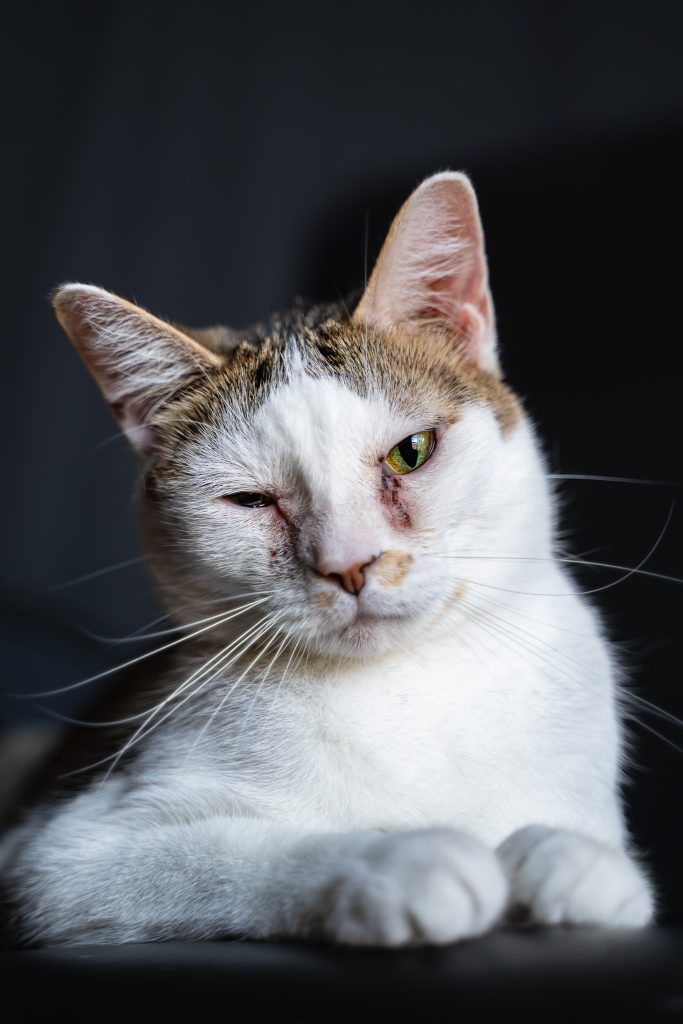 Pet portrait of a white and brown cat laying on a black chair looking at the camera with one eye open and one closed. Lyssa Benavidez Photography Elkhorn, NE Lyssab.com Pet photography Cat photography. 