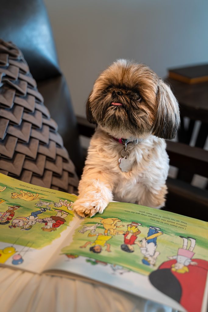 Pet portrait of a small brown shih tzu dog sitting on a brown chair with a grey pillow with a book on top of it sticking its paw out towards the book. Lyssa Benavidez Photography Elkhorn, NE Lyssab.com pet photography dog photography. 