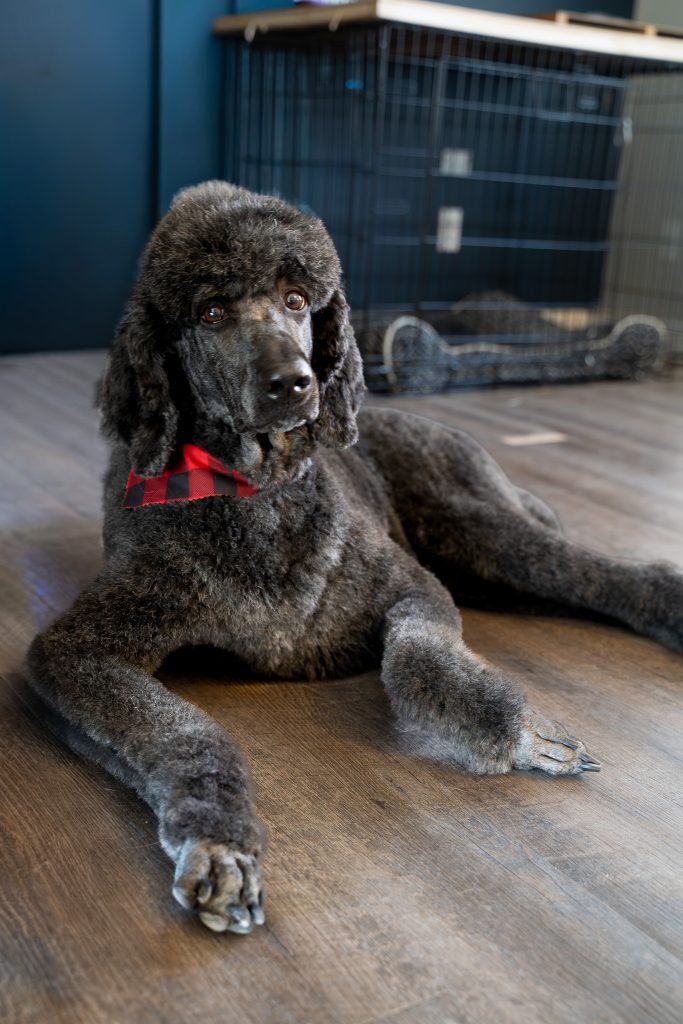 Pet portrait of a black standard poodle laying on a dark colored floor wearing a red and black bandana around his neck. Lyssa Benavidez Photography Elkhorn, NE Lyssab.com Pet photography dog photography. 