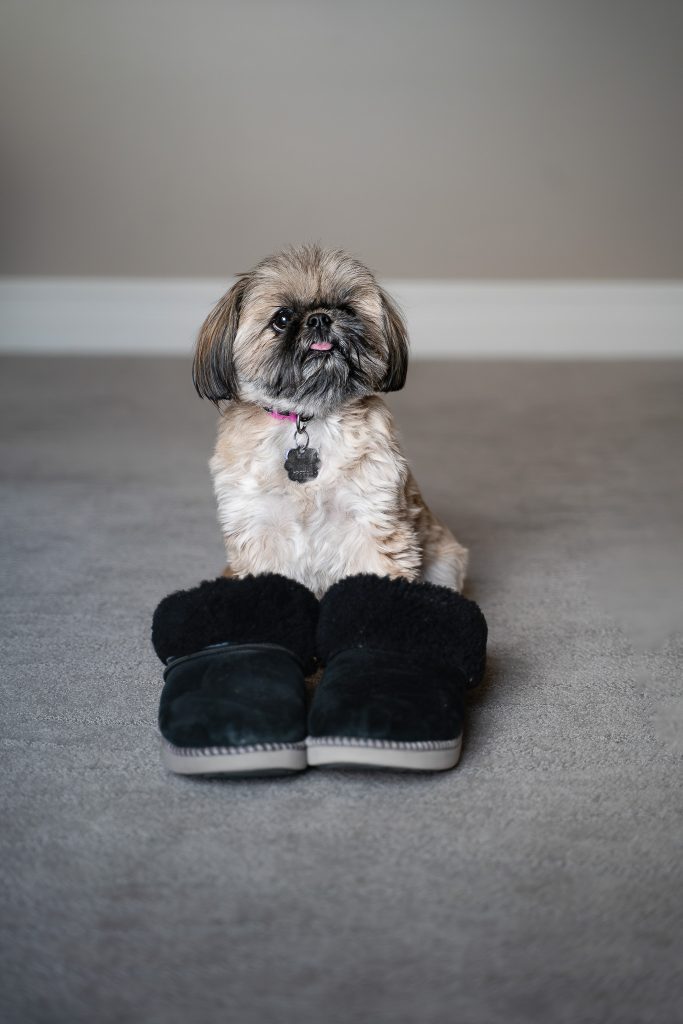 Pet portrait of a small brown Shih Tzu dog sitting on a grey floor wearing big black slippers with a warm grey wall behind it. Lyssa Benavidez Photography Elkhorn, NE Lyssab.com Pet photography dog photography.
