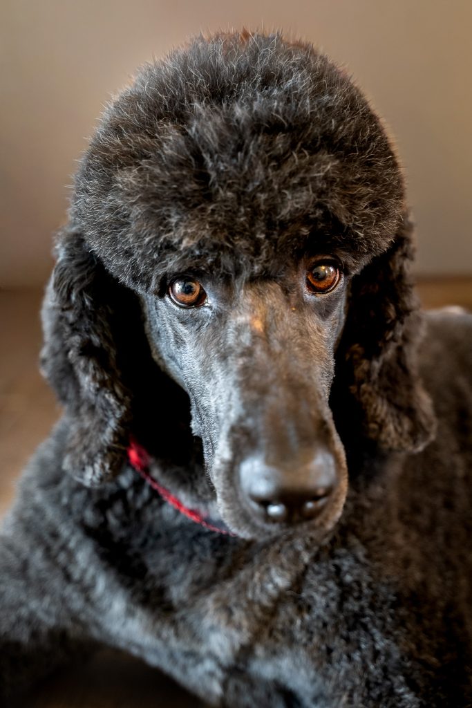 Pet portrait of a black standard poodle laying on a dark colored floor wearing a red and black bandana around his neck. Lyssa Benavidez Photography Elkhorn, NE Lyssab.com Pet photography dog photography. 