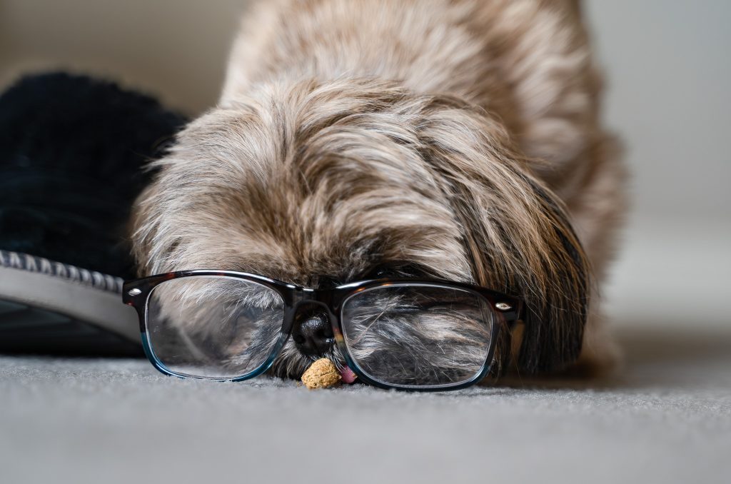 Close up pet portrait of a small brown Shih Tzu dog wearing a pair of glasses licking a treat off the grey floor. Lyssa Benavidez Photography Elkhorn, NE Lyssab.com Pet photography dog photography.