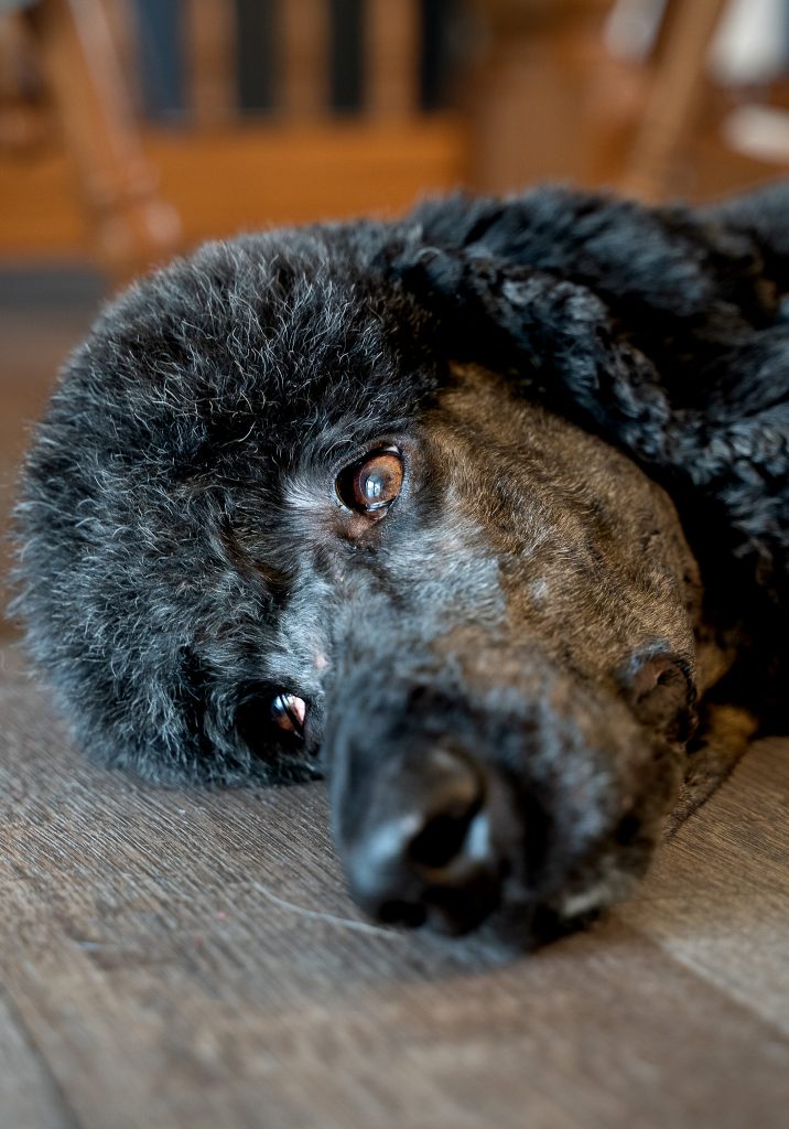 Close up pet portrait of a black standard poodle laying on the floor looking off towards the light source. Lyssa Benavidez Photography Elkhorn, NE Lyssab.com Pet photography dog photography. 
