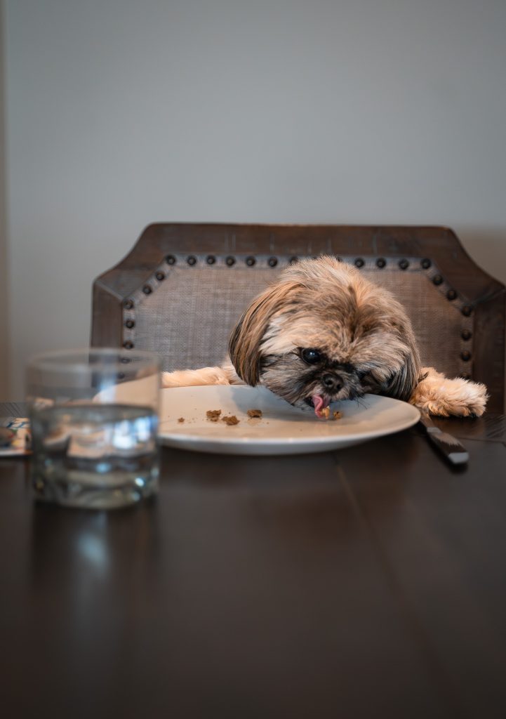 Pet portrait of a small brown Shih Tzu dog sitting at a brown table licking food off a white plate with a glass of water in front of it. Lyssa Benavidez Photography Elkhorn, NE Lyssab.com Pet photography dog photography.