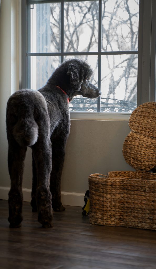 Pet portrait of a black standard poodle standing on a dark colored floor wearing a red and black bandana around his neck looking out a window. Lyssa Benavidez Photography Elkhorn, NE Lyssab.com Pet photography dog photography. 