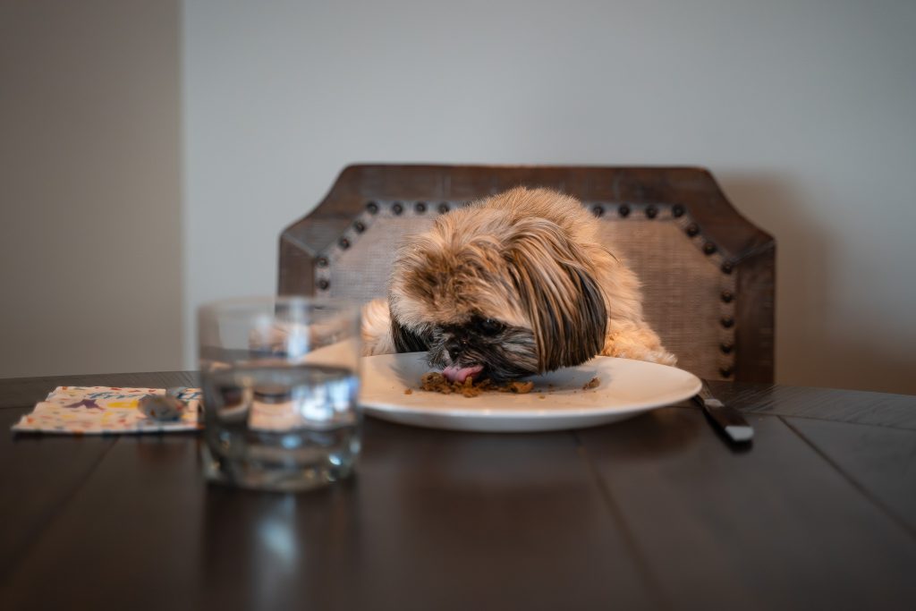 Pet portrait of a small brown Shih Tzu dog sitting at a brown table licking food off a white plate with a glass of water in front of it. Lyssa Benavidez Photography Elkhorn, NE Lyssab.com Pet photography dog photography.