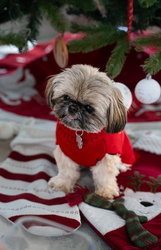Pet portrait of a small brown Shih Tzu dog wearing a red shirt sitting on top of two Christmas stockings in front of a Christmas tree with red and white decorations. Lyssa Benavidez Photography Elkhorn, NE Lyssab.com Pet photography dog photography.