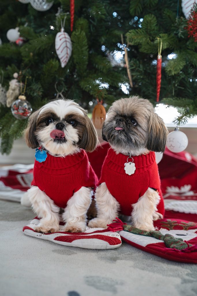 Pet portrait of two small shih tzu dogs, one white and brown and the other just brown, wearing red sweaters sitting on top of two Christmas stockings in front of a Christmas tree with red and white decorations. Lyssa Benavidez Photography Elkhorn NE Lyssab.com pet photography dog photography