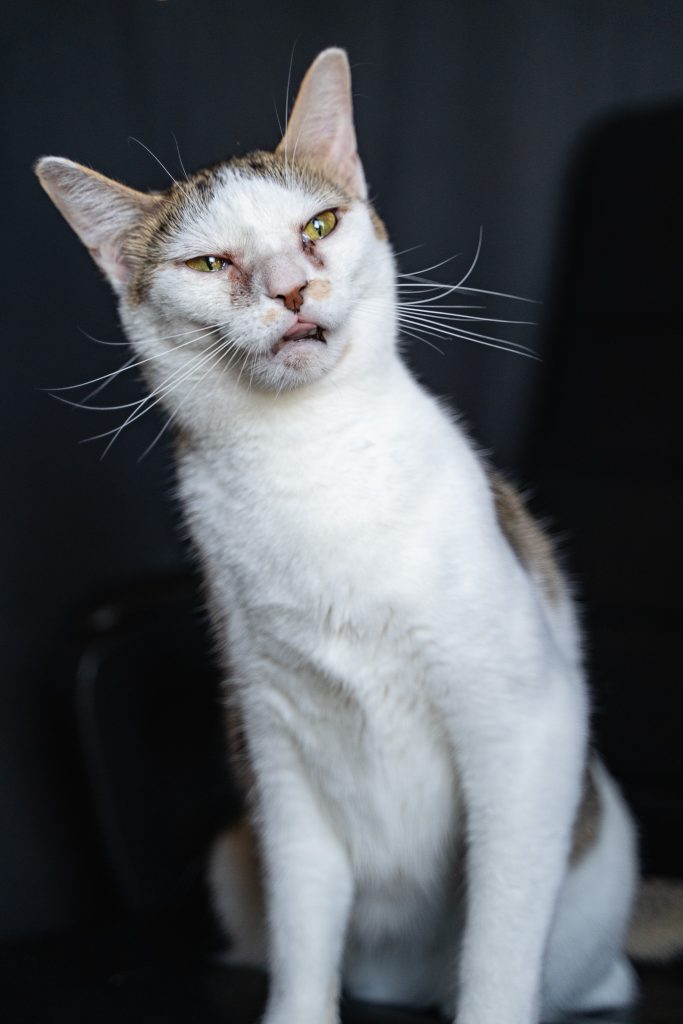 Pet portrait of a white and brown cat who looks disgusted sitting on a black chair. Lyssa Benavidez Photography Elkhorn, NE Lyssab.com Cat photography Pet photography. 