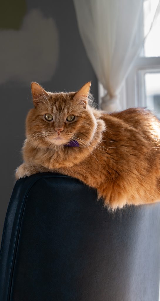 Pet portrait of an orange cat sitting on a black chair in front of a window with white curtains. Lyssa Benavidez Photography Elkhorn, NE Lyssab.com lifestyle family photography 