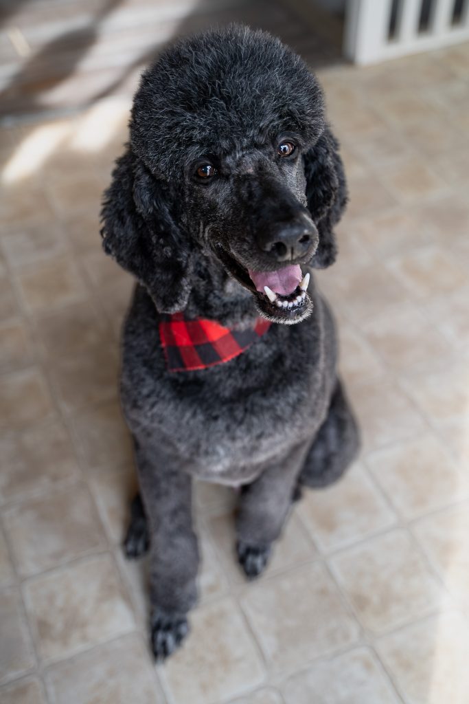 Pet portrait of a black standard poodle sitting on a light colored floor wearing a red and black bandana around his neck. Lyssa Benavidez Photography Elkhorn, NE Lyssab.com Pet photography dog photography. 