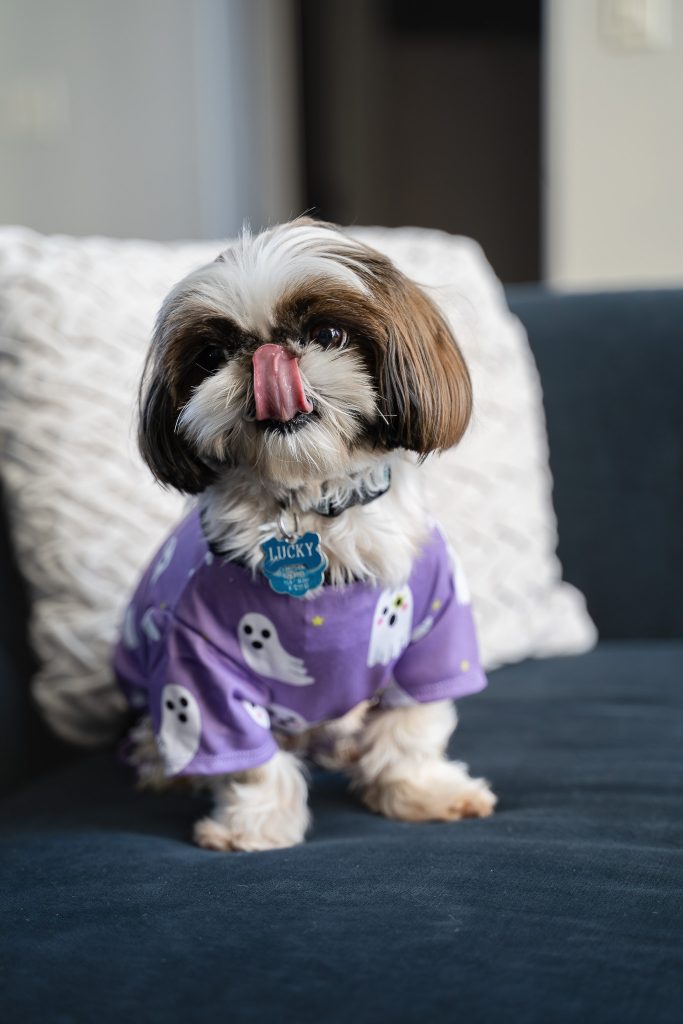 Creative portrait of a small brown and white Shih Tzu dog licking it's nose wearing a purple dog shirt with ghosts on it sitting on a blue couch in front of a white pillow. Lyssa Benavidez Photography Elkhorn, NE Lyssab.com dog photography. 
