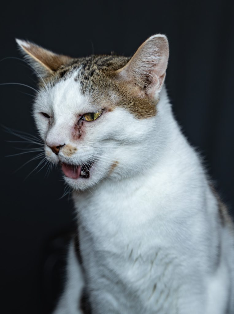 Pet portrait of a white and black cat who looks like it's smelled something bad with its tongue sticking out a little. Lyssa Benavidez Photography Elkhorn, NE Lyssab.com pet photography cat photography. 
