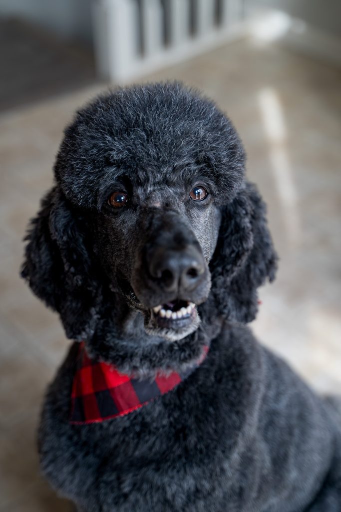 Pet portrait of a black standard poodle sitting on a light colored floor wearing a red and black bandana around his neck. Lyssa Benavidez Photography Elkhorn, NE Lyssab.com Pet photography dog photography. 