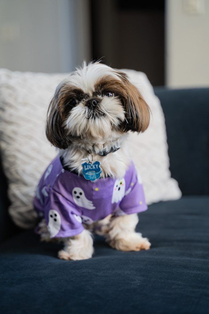 Creative portrait of a small brown and white Shih Tzu dog wearing a purple dog shirt with ghosts on it sitting on a blue couch in front of a white pillow. Lyssa Benavidez Photography Elkhorn, NE Lyssab.com dog photography. 