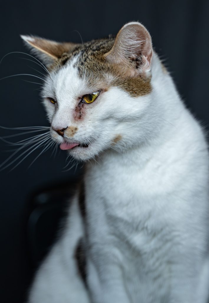 Close up pet portrait of a white and brown cat sitting on a black chair sticking its tongue out a little. Lyssa Benavidez Photography Elkhorn, NE Lyssab.com pet photography cat photography. 