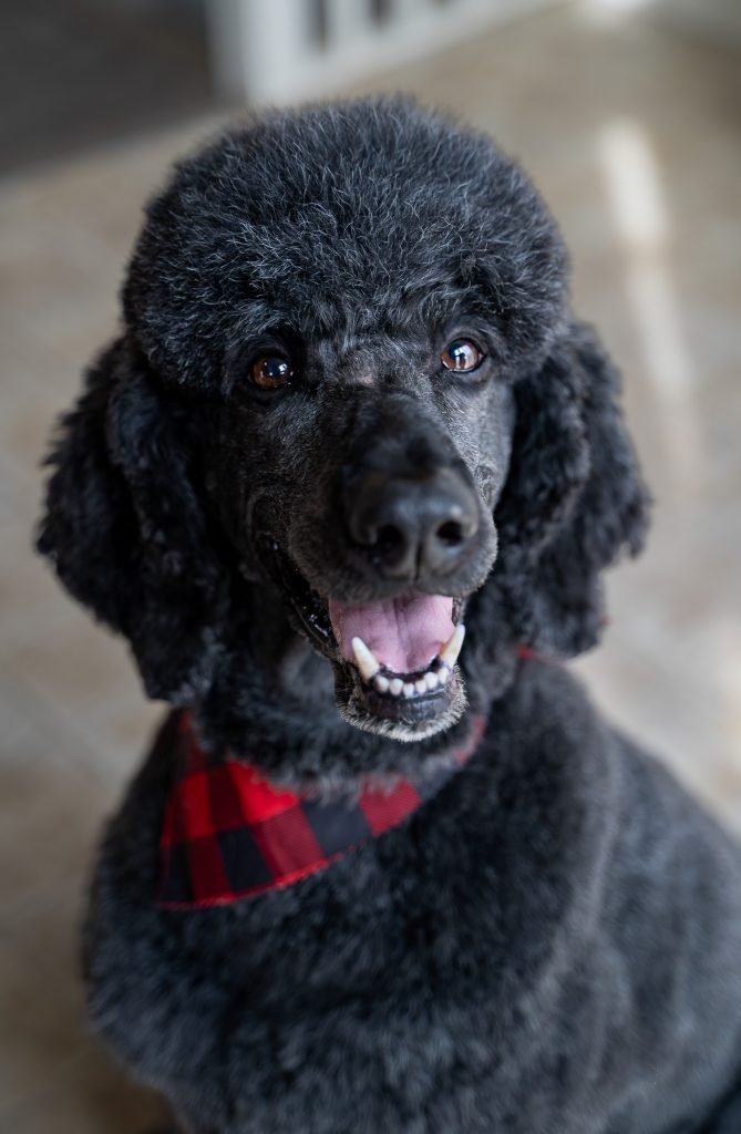 Pet portrait of a black standard poodle sitting on a light colored floor wearing a black and red bandana around it's neck. Lyssa Benavidez Photography Elkhorn, NE Lyssab.com Pet photography, dog photography. 