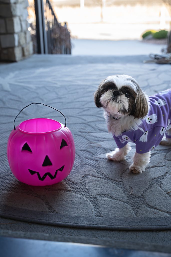 Pet portrait of a small white and brown shih tzu dog wearing a purple shirt with ghosts on it standing next to a pink pumpkin trick or treat bucket on a porch with a grey floral rug. Lyssa Benavidez Photography Elkhorn, NE Lyssab.com pet photography dog photography. 