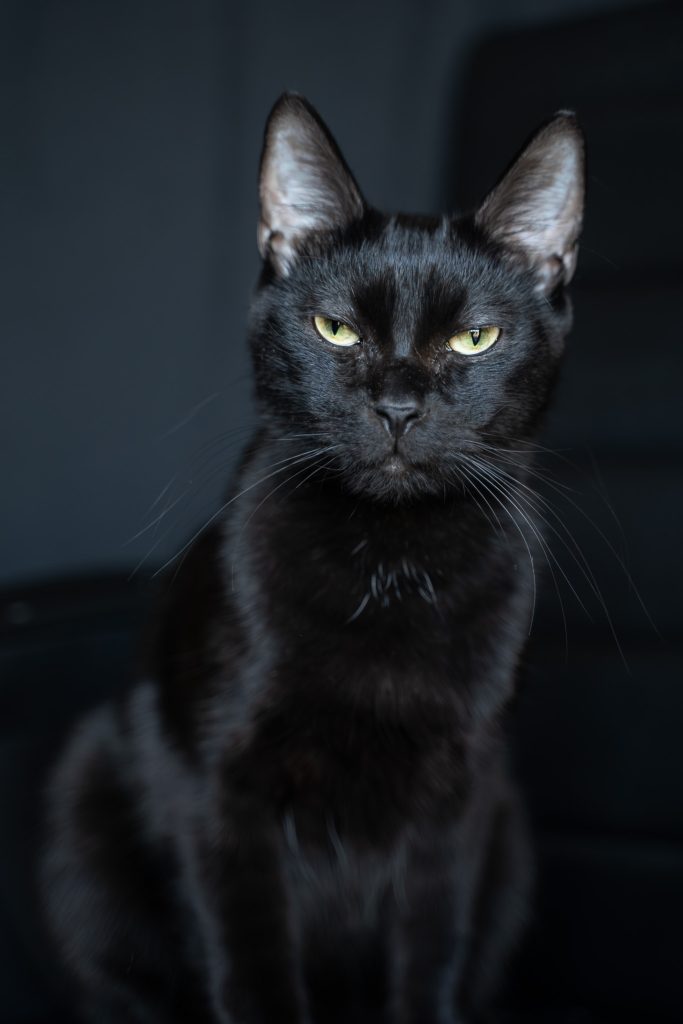 Pet portrait of a black cat laying on a black chair looking at the camera with yellow eyes. Lyssa Benavidez Photography Elkhorn, NE Lyssab.com Pet photography Cat photography. 