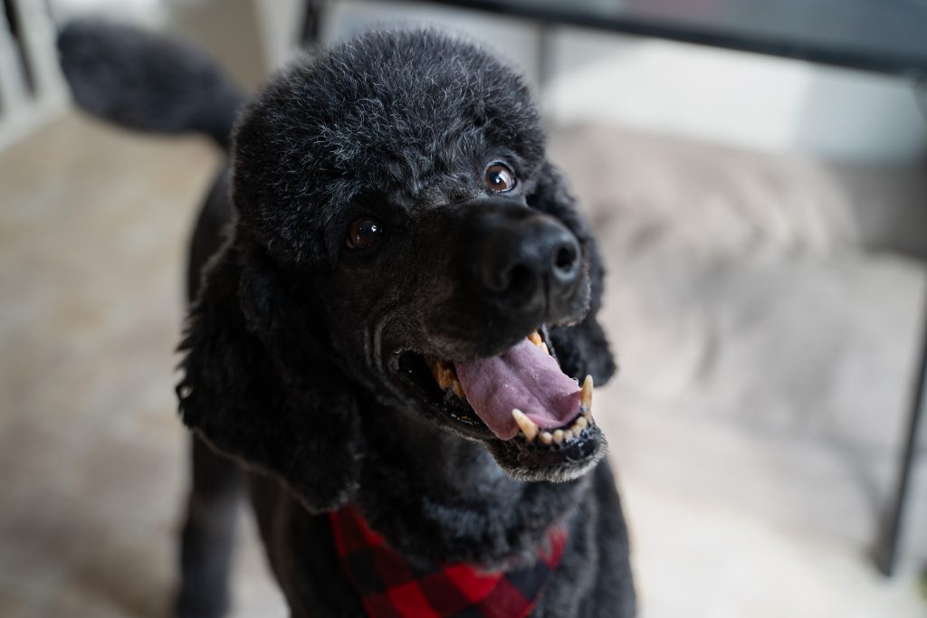 Pet portrait of a black standard poodle sitting on a light colored floor wearing a red and black bandana around his neck. Lyssa Benavidez Photography Elkhorn, NE Lyssab.com Pet photography dog photography. 