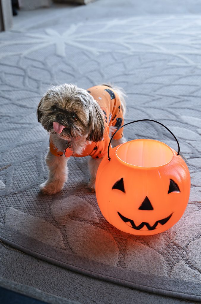 Pet portrait of a small brown shih tzu dog with its tongue out wearing an orange shirt with black cats on it standing next to an orange pumpkin trick or treat bucket on a porch with a grey floral rug. Lyssa Benavidez Photography Elkhorn, NE Lyssab.com pet photography dog photography. 