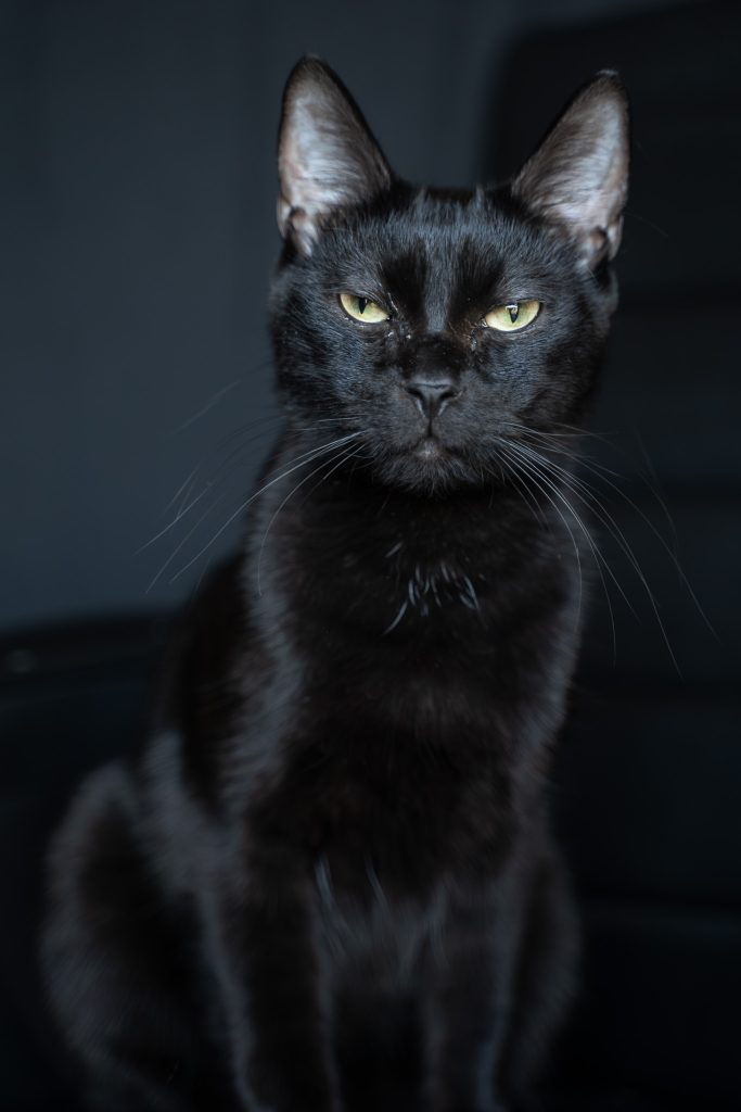 Pet portrait of a black cat laying on a black chair looking at the camera with yellow eyes. Lyssa Benavidez Photography Elkhorn, NE Lyssab.com Pet photography Cat photography. 