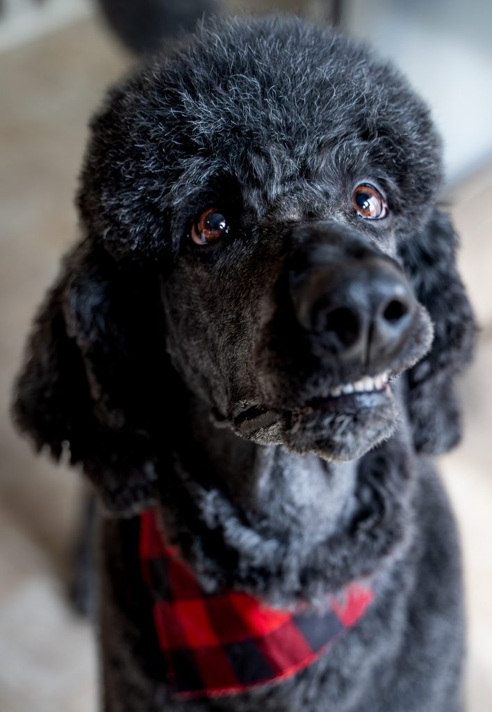 Pet portrait of a black standard poodle sitting on a light colored floor wearing a red and black bandana around his neck. Lyssa Benavidez Photography Elkhorn, NE Lyssab.com Pet photography dog photography. 