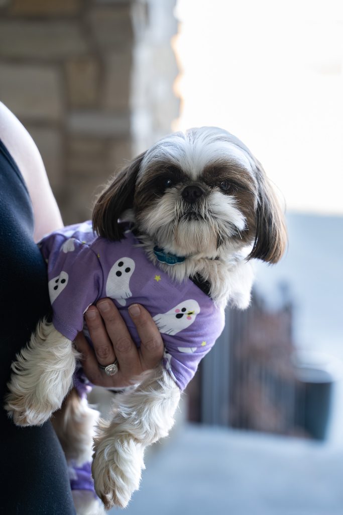 Creative portrait of a small brown and white Shih Tzu dog licking it's nose wearing a purple dog shirt with ghosts on it being held by a person wearing a big diamond ring wearing a black tank top standing on a front porch. Lyssa Benavidez Photography Elkhorn, NE Lyssab.com dog photography. 