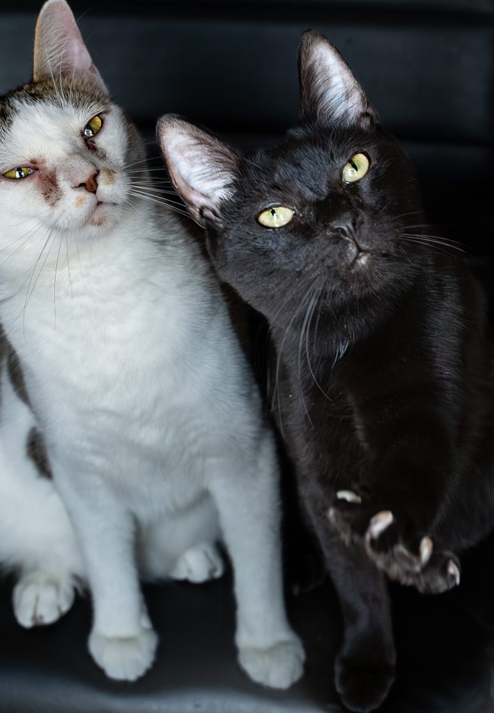 Portrait of two cats, one black and one white and brown sitting on a black chair with the black cat pawing towards the camera. Lyssa Benavidez Photography Elkhorn, NE Lyssab.com Cat photography, Pet photography. 