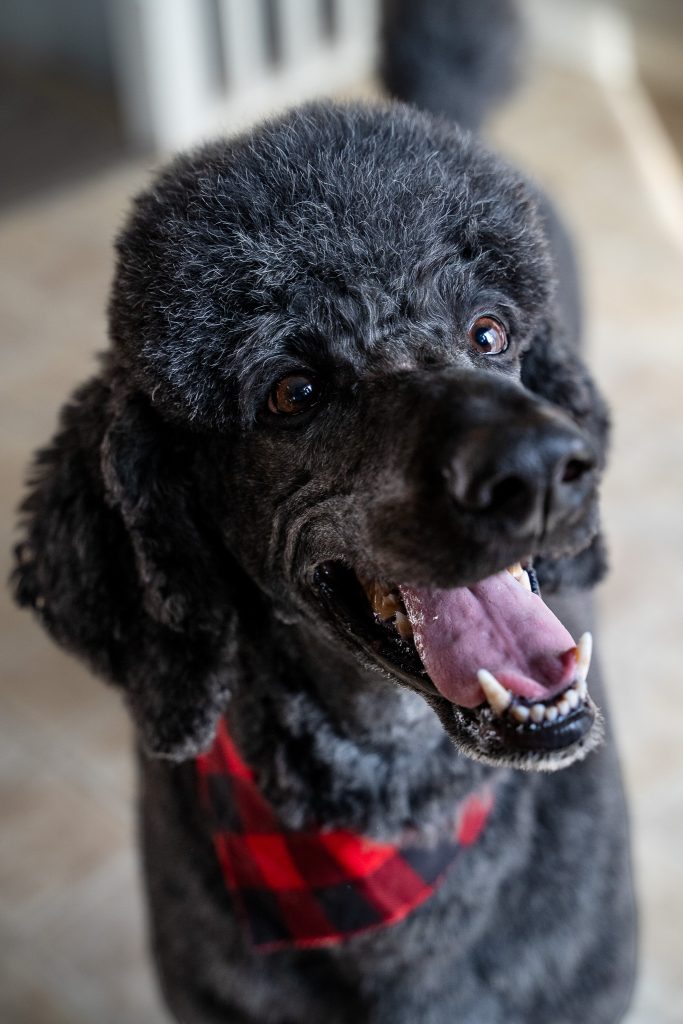 Pet portrait of a black standard poodle sitting on a light colored floor wearing a red and black bandana around his neck. Lyssa Benavidez Photography Elkhorn, NE Lyssab.com Pet photography dog photography. 