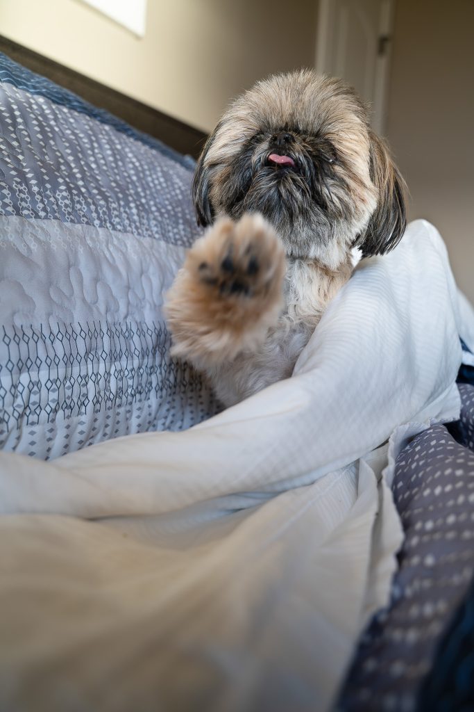Pet portrait of a small brown shih tzu dog sitting in a bed under blue and white covers sticking its paw out towards the camera. Lyssa Benavidez Photography Elkhorn, NE Lyssab.com pet photography dog photography. 