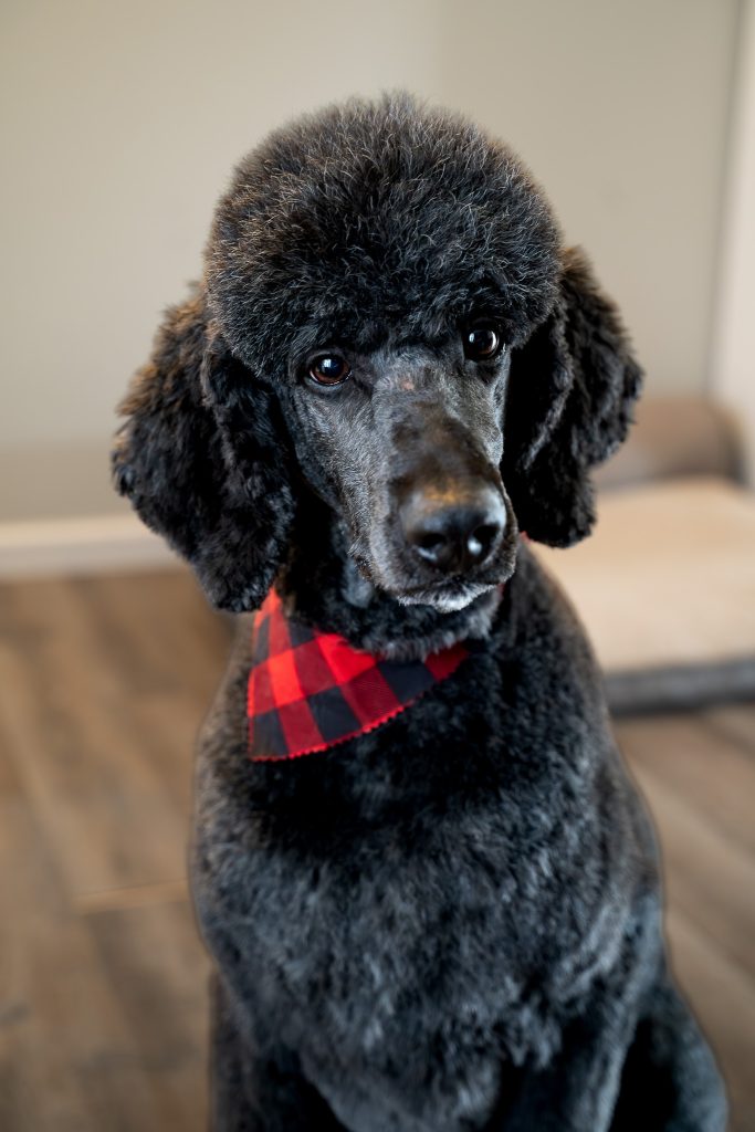 Pet portrait of a black standard poodle sitting on a dark colored floor wearing a red and black bandana around his neck. Lyssa Benavidez Photography Elkhorn, NE Lyssab.com Pet photography dog photography. 