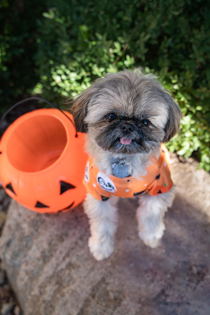 Pet portrait of a small brown shih tzu dog with its tongue out wearing an orange shirt with black cats on it sitting next to an orange pumpkin trick or treat bucket on a brown rock with green bushes in the background. Lyssa Benavidez Photography Elkhorn, NE Lyssab.com pet photography dog photography. 