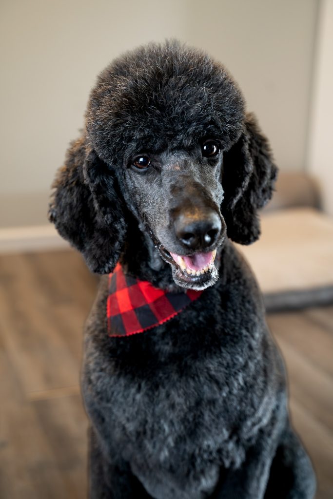 Pet portrait of a black standard poodle sitting on a dark colored floor wearing a red and black bandana around his neck. Lyssa Benavidez Photography Elkhorn, NE Lyssab.com Pet photography dog photography. 